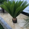 Sable en Marbre Jaune Sienne 1-2 mm 1000 kg - Ti'ma Stone