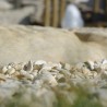 Galet roulé Marbre Jaune Sienne 8-12 mm 1000 kg - Ti'ma Stone