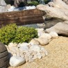 Galet roulé Marbre Jaune Sienne 8-12 mm 1000 kg - Ti'ma Stone