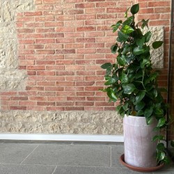Tomette rectangulaire en Terre Cuite 22.5x4.7x2.3 cm - Ti'ma Stone