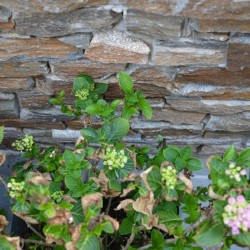 Plaquette de parement Pearl Stone Fix Gneiss - Ti'ma Stone